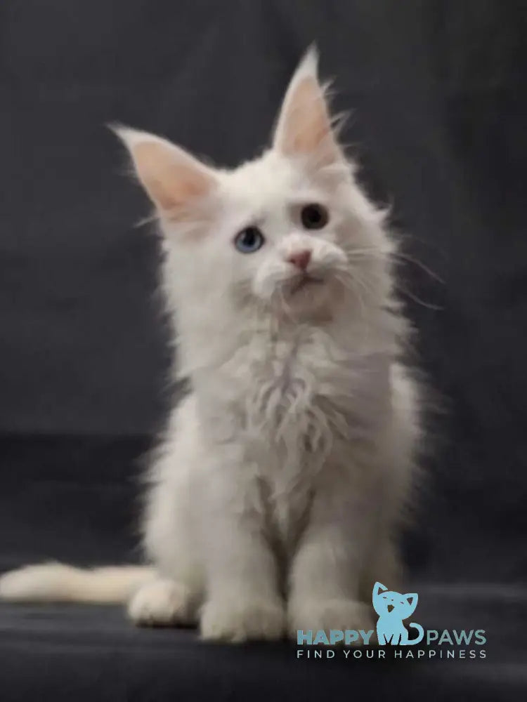 Ursus Maine Coon polydactyl male white live animals