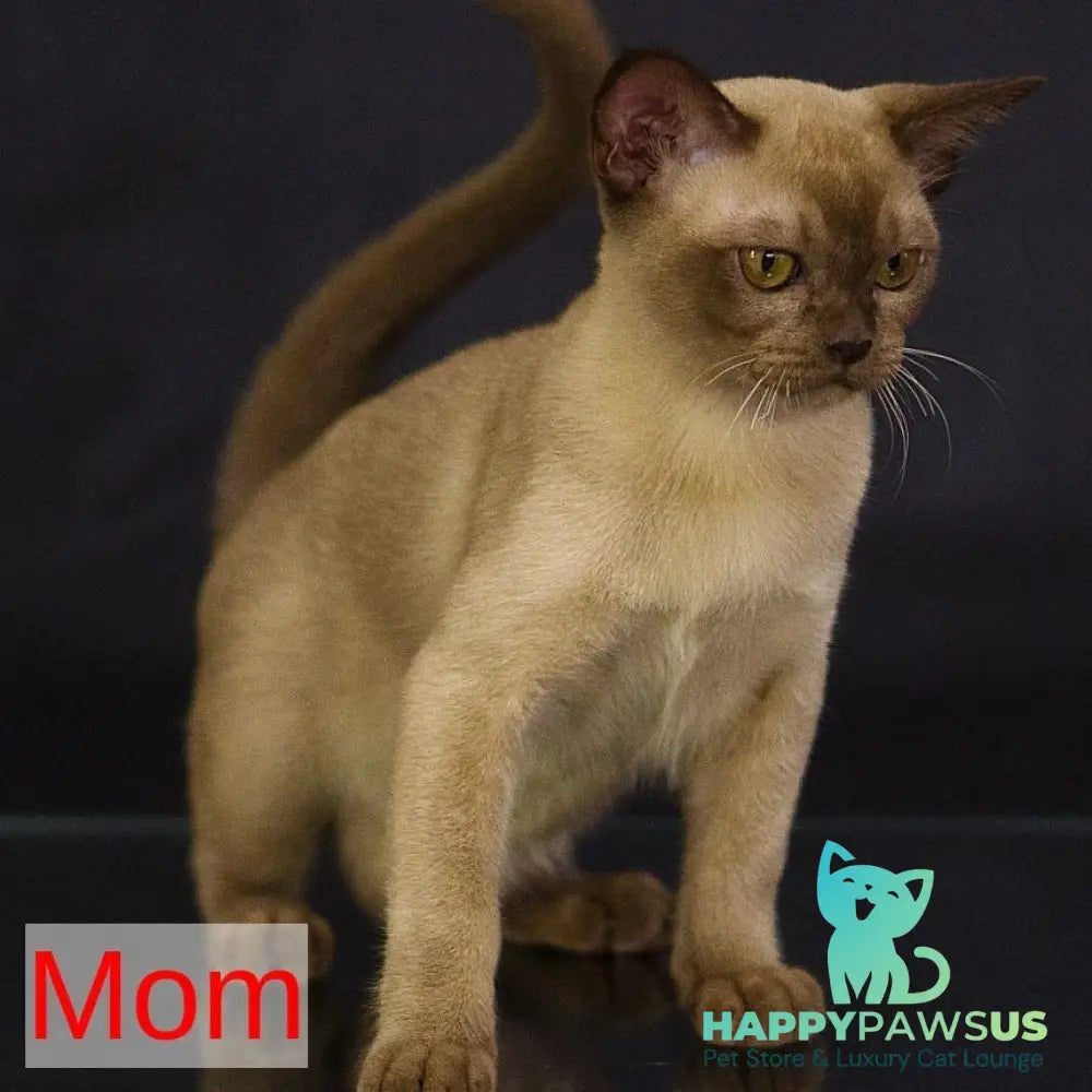 Urus Burmese male black - live animals