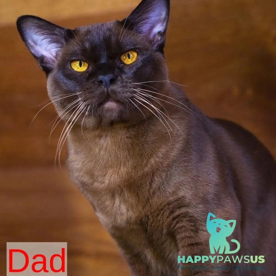 Urus Burmese male black - live animals