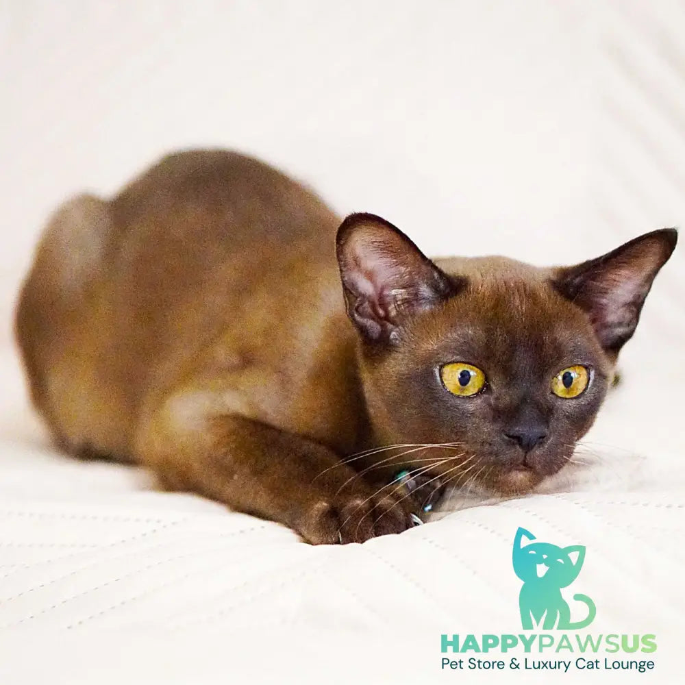 Urus Burmese male black - live animals