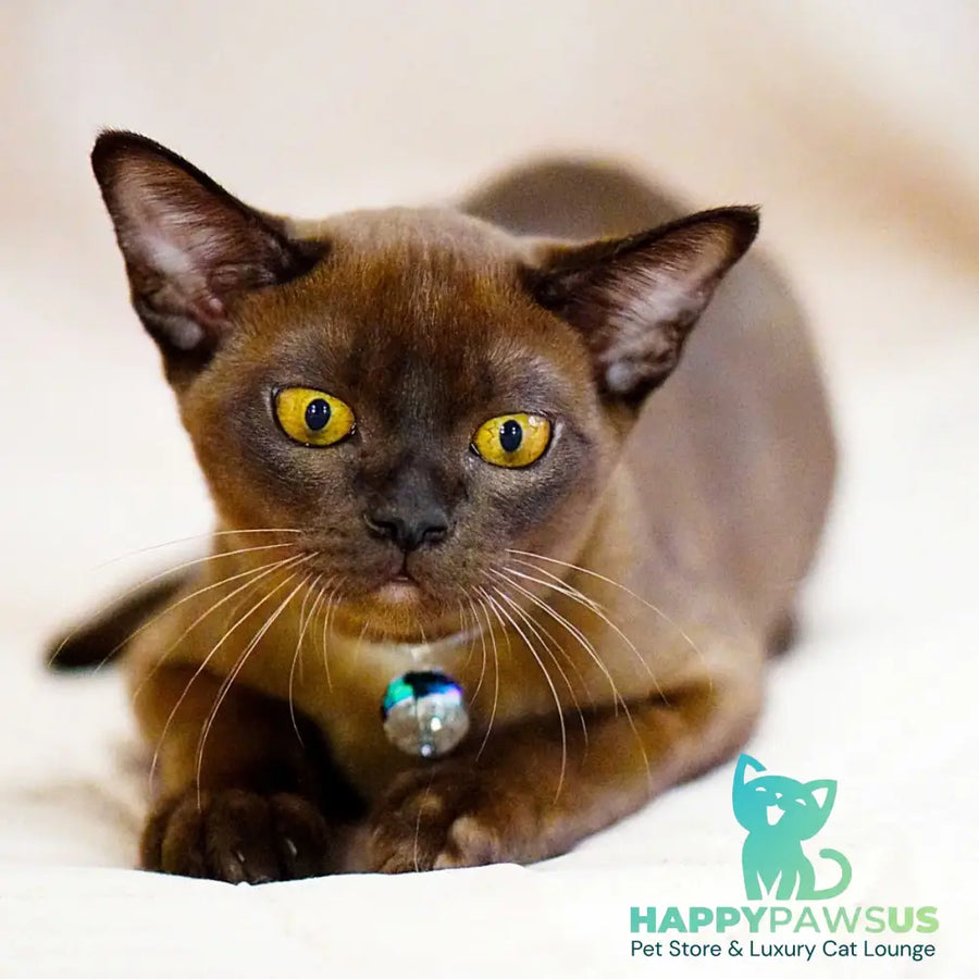 Urus Burmese male black - live animals