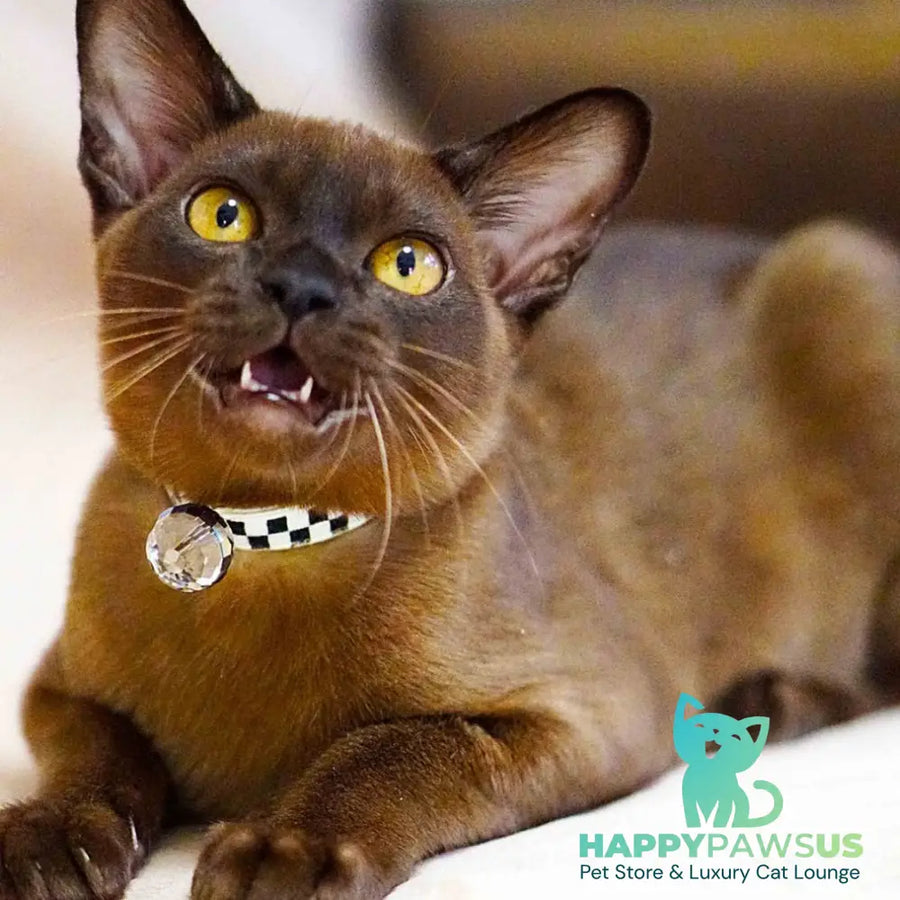 Urus Burmese male black - live animals
