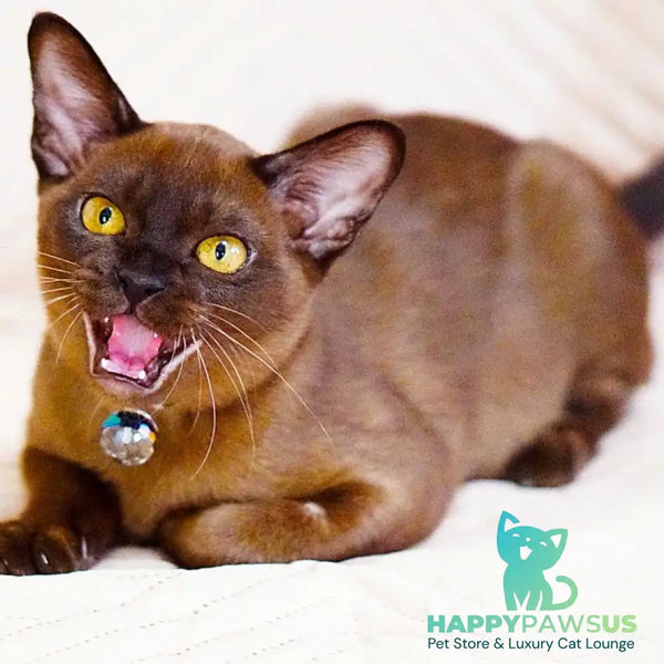 Urus Burmese male black - live animals