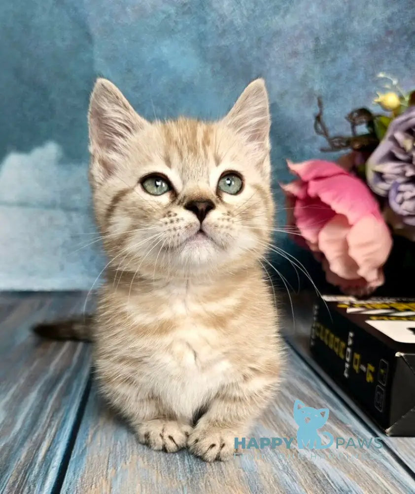 Urus Munchkin male black spotted tabby pointed live animals