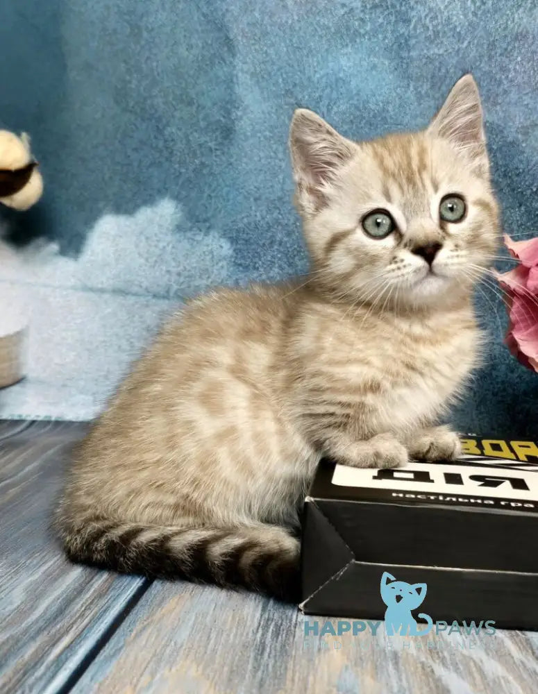 Urus Munchkin male black spotted tabby pointed live animals