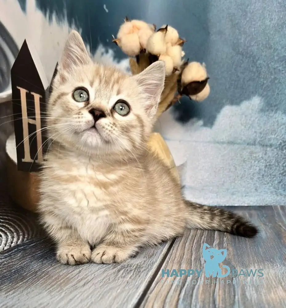Urus Munchkin male black spotted tabby pointed live animals