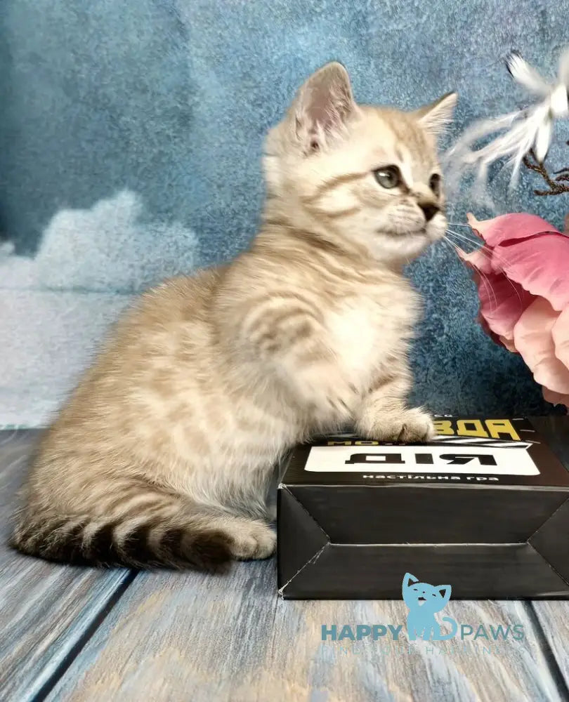 Urus Munchkin male black spotted tabby pointed live animals