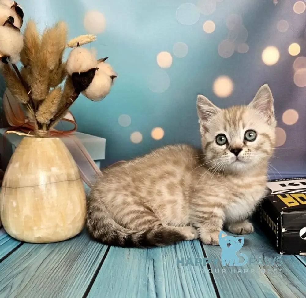Urus Munchkin male black spotted tabby pointed live animals