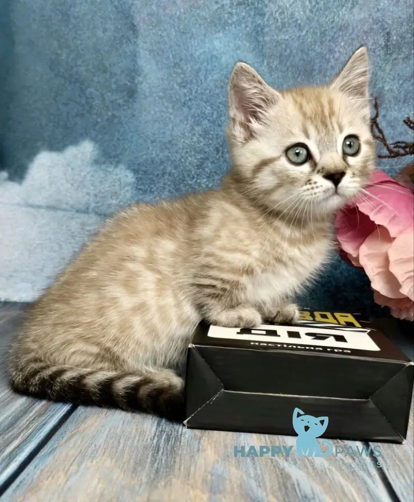 Urus Munchkin male black spotted tabby pointed live animals