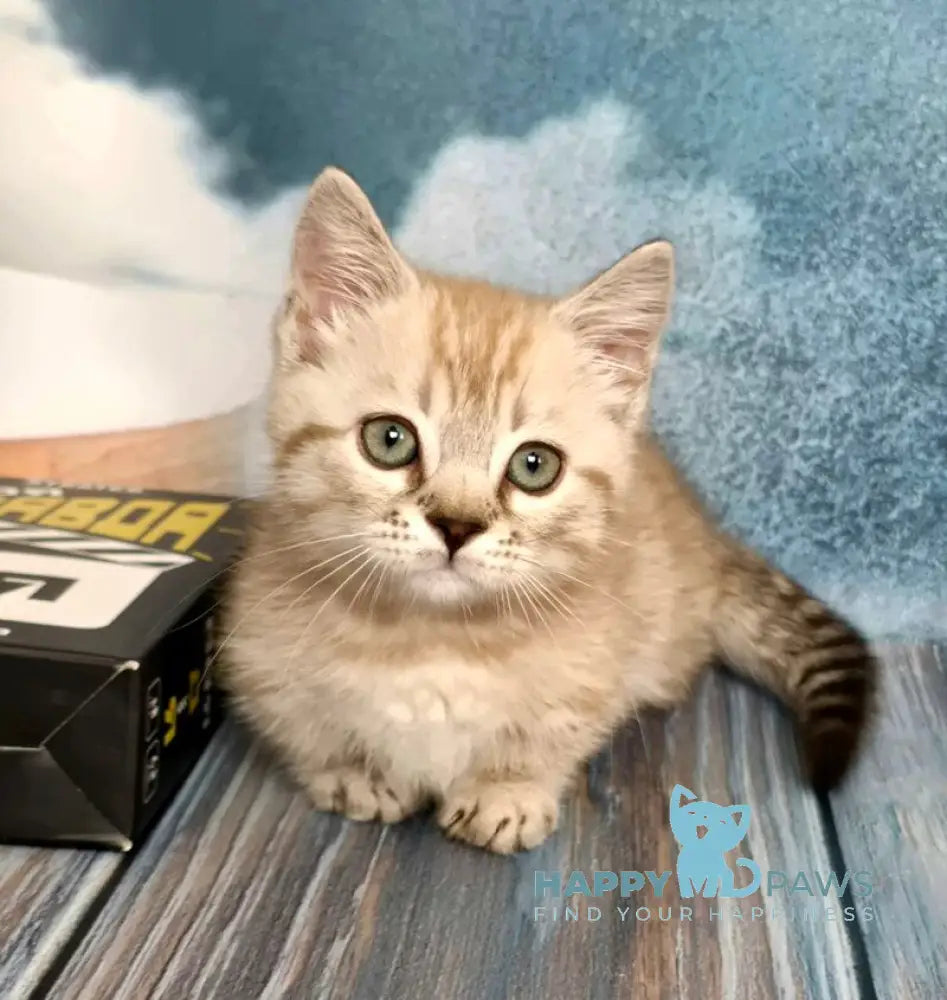 Urus Munchkin male black spotted tabby pointed live animals