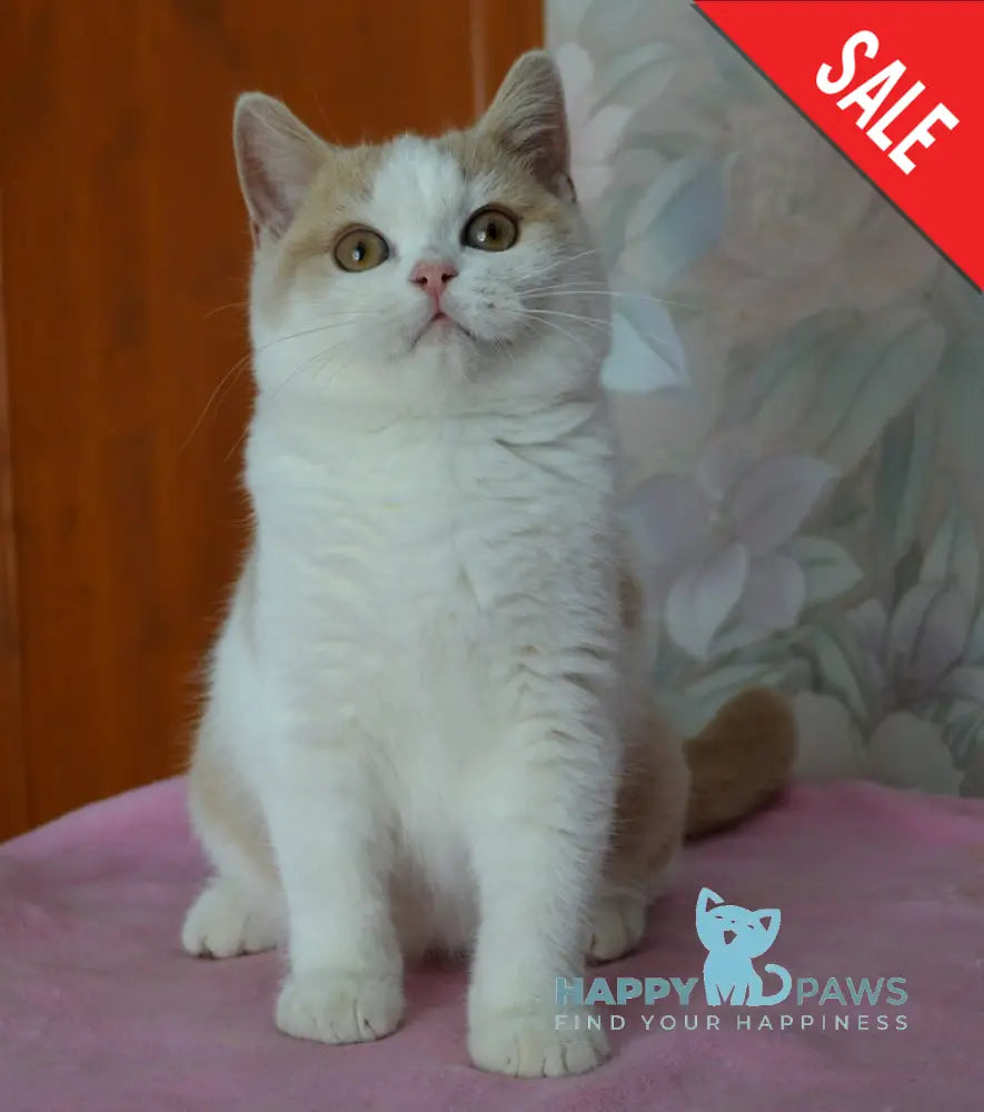 Uryk British Shorthair male cream bicolour live animals
