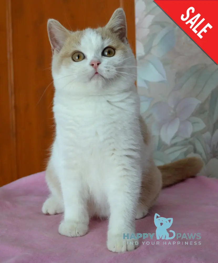 Uryk British Shorthair male cream bicolour live animals