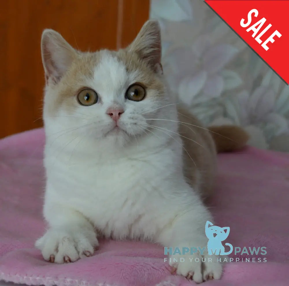 Uryk British Shorthair male cream bicolour live animals