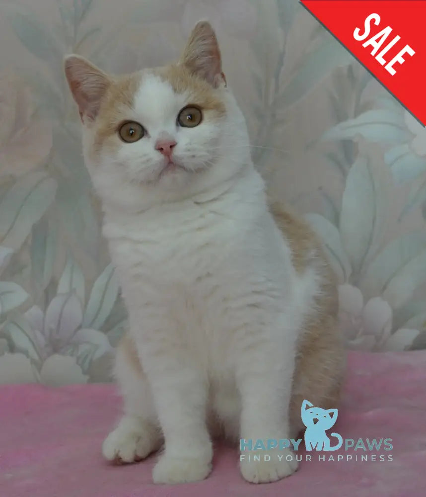 Uryk British Shorthair male cream bicolour live animals