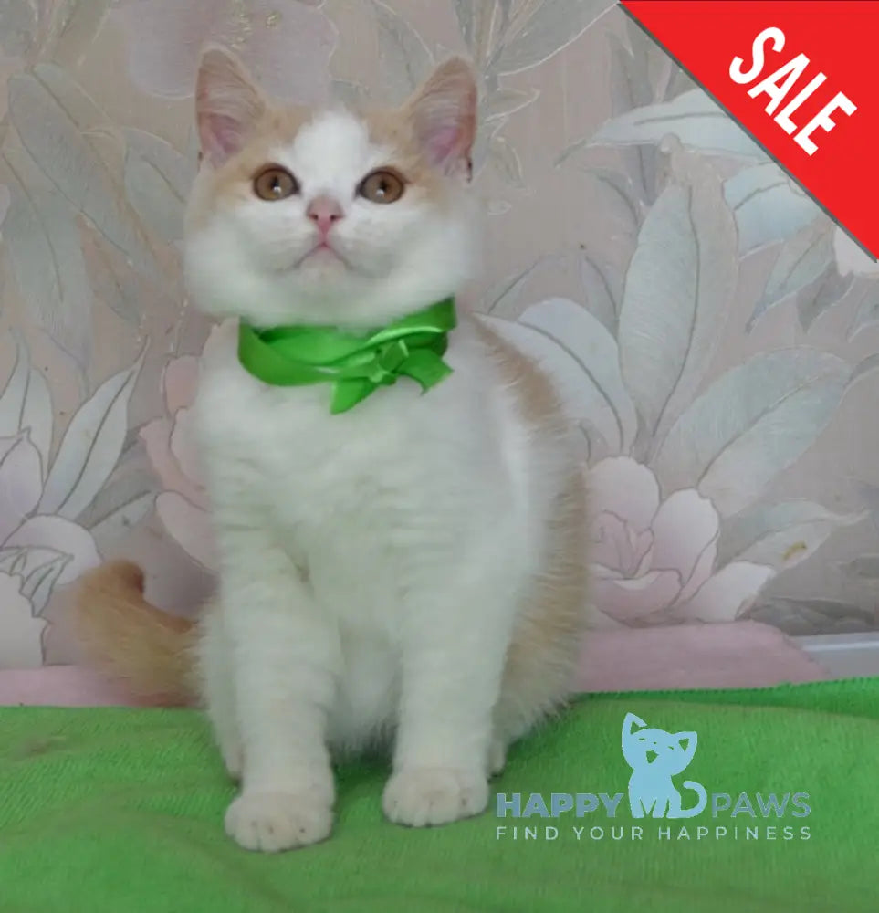 Uryk British Shorthair male cream bicolour live animals