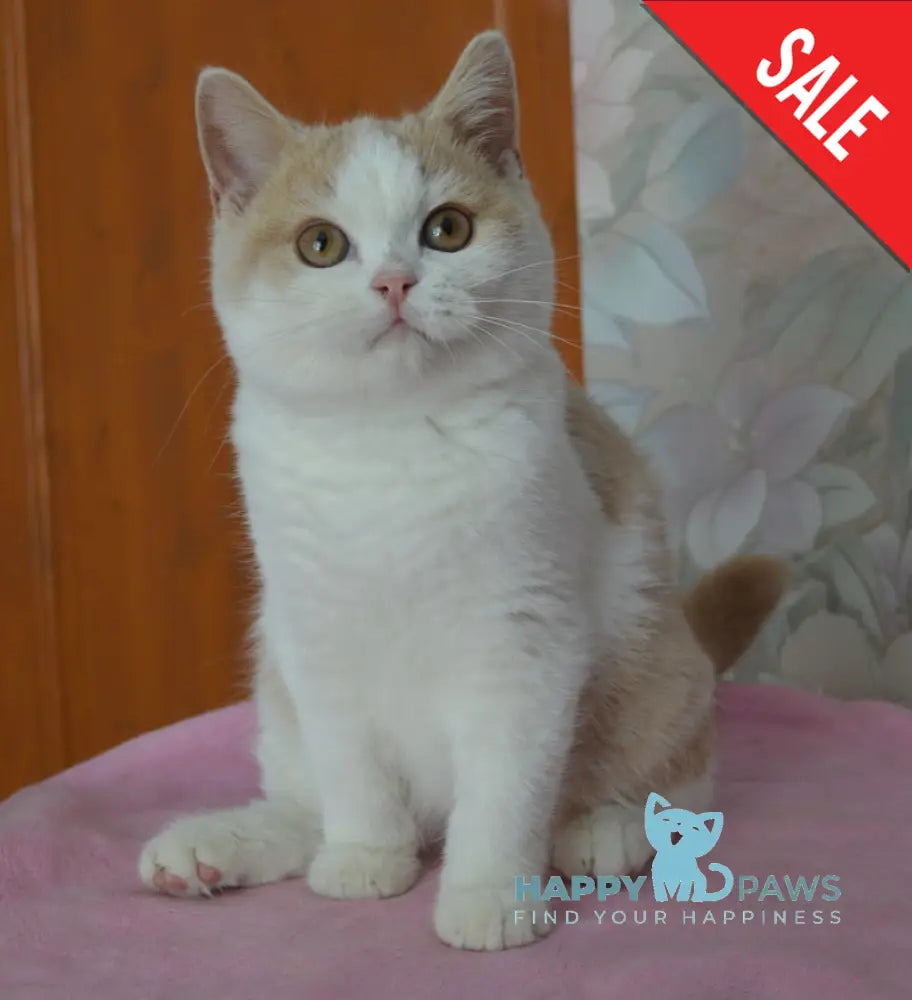 Uryk British Shorthair male cream bicolour live animals