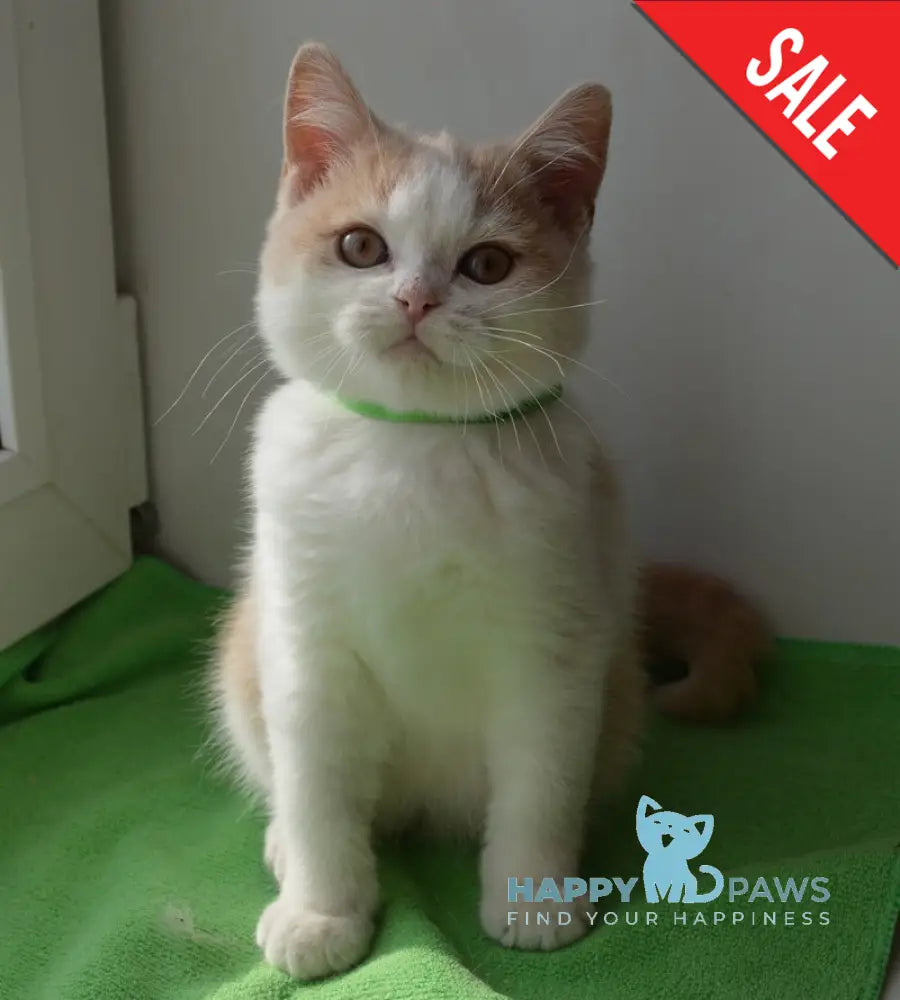 Uryk British Shorthair male cream bicolour live animals