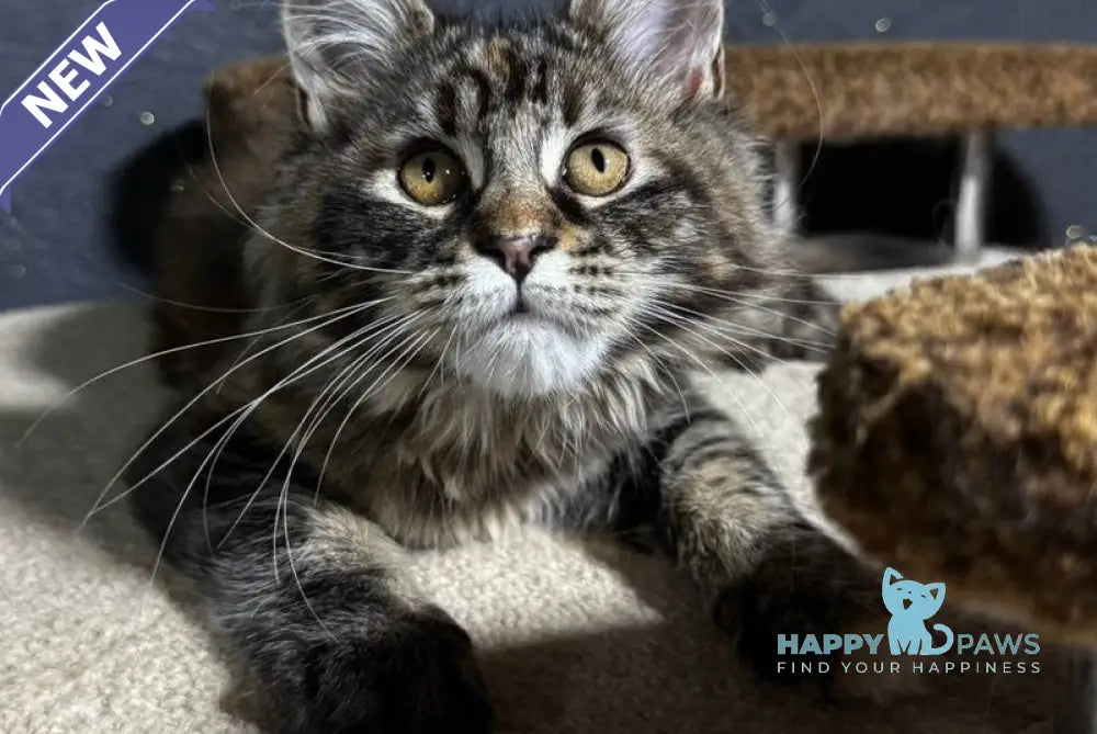 Usama Maine Coon female black tortie tabby live animals