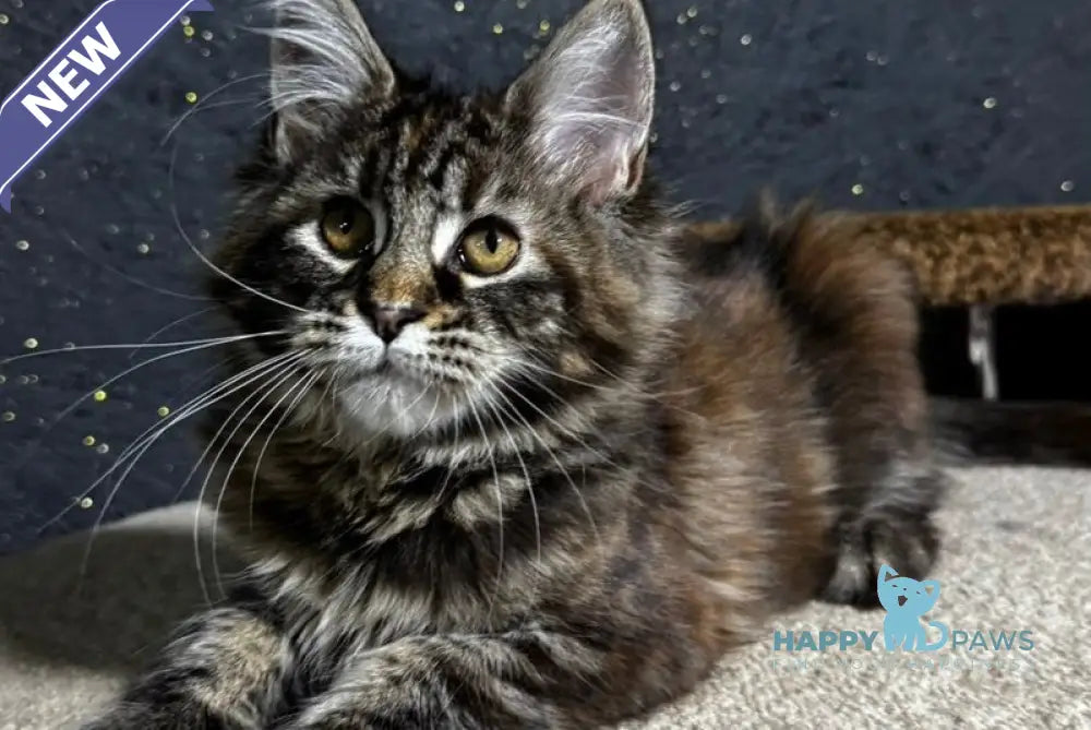 Usama Maine Coon female black tortie tabby live animals