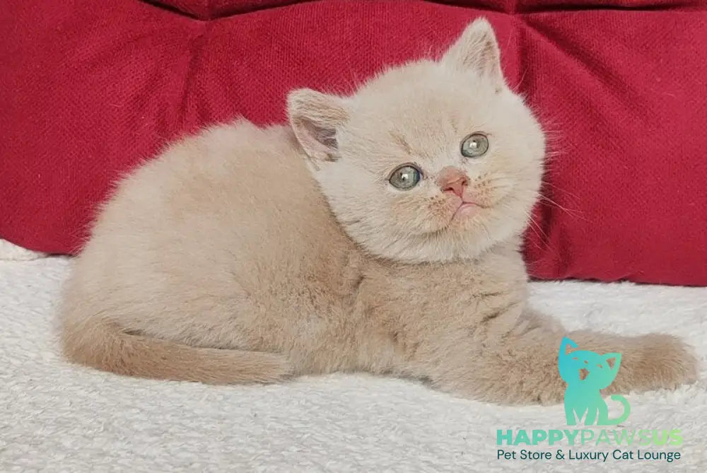 Usher British Shorthair male fawn - live animals