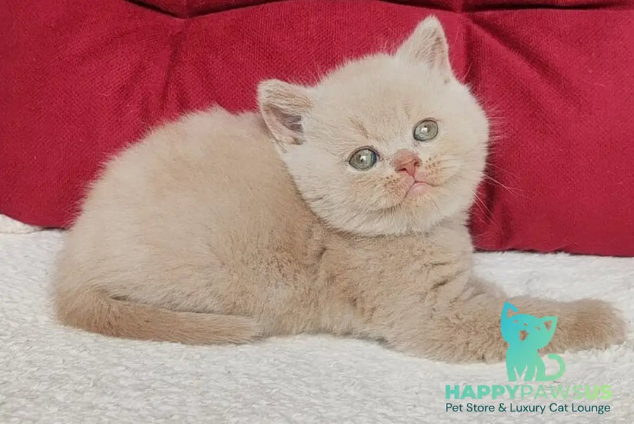 Usher British Shorthair male fawn - live animals