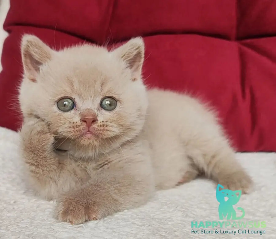 Usher British Shorthair male fawn - live animals