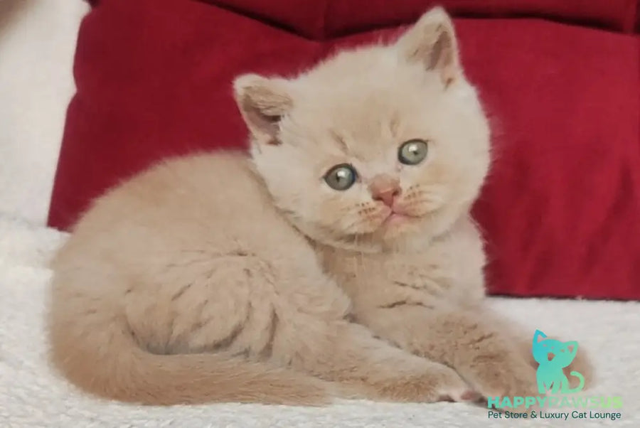 Usher British Shorthair male fawn - live animals
