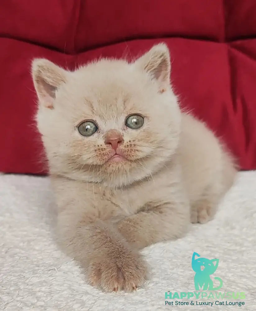 Usher British Shorthair male fawn - live animals