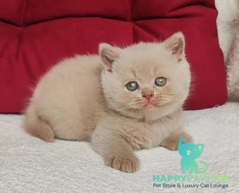 Usher British Shorthair male fawn - live animals
