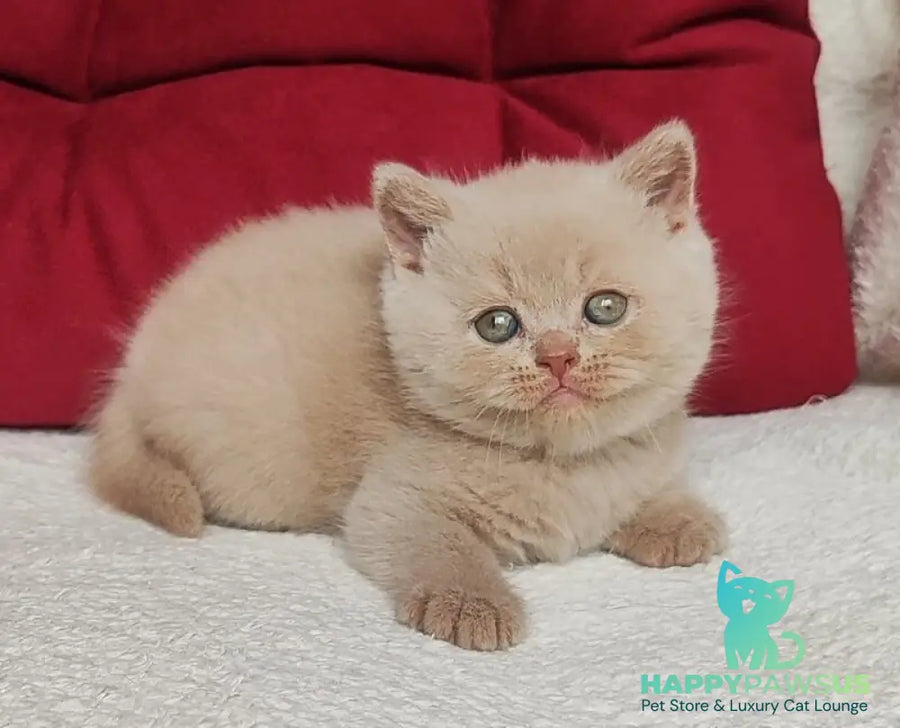 Usher British Shorthair male fawn - live animals