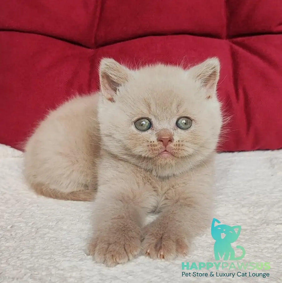 Usher British Shorthair male fawn - live animals