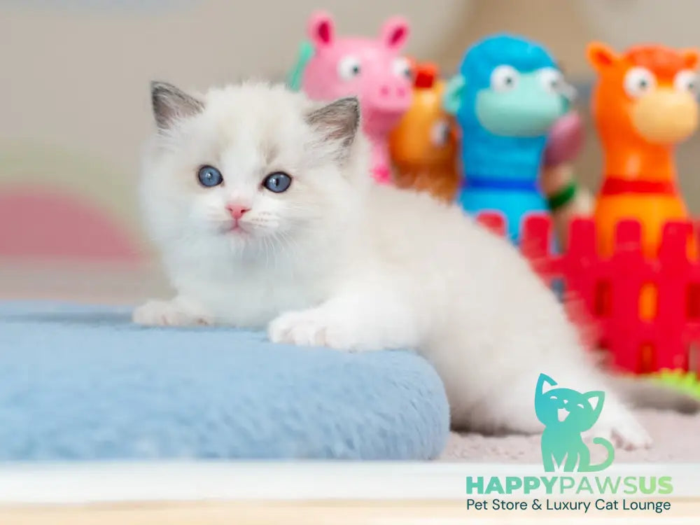 Usher Ragdoll male blue bicolour - live animals