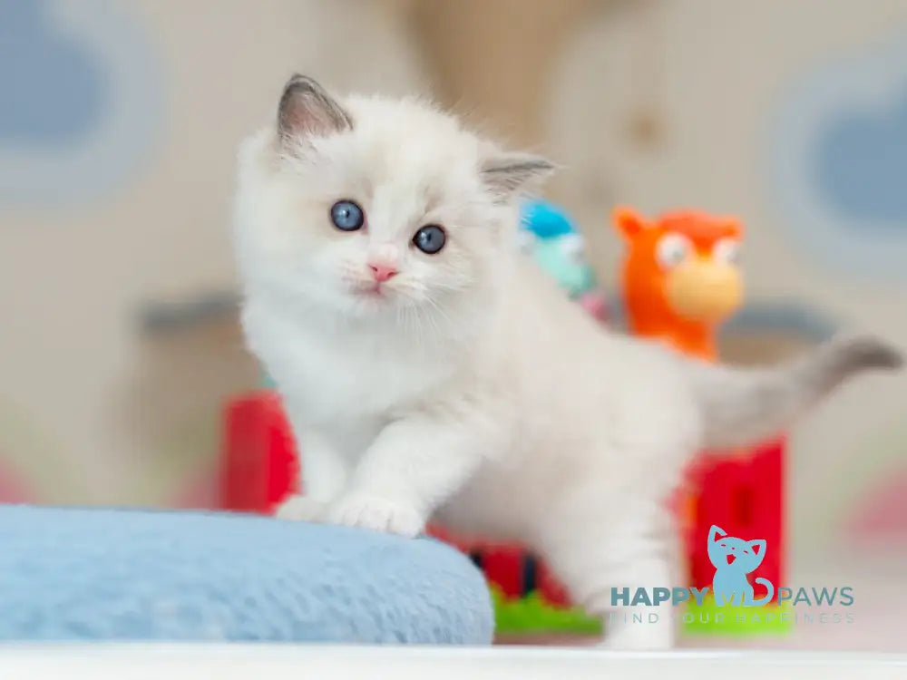Usher Ragdoll male blue bicolour - live animals