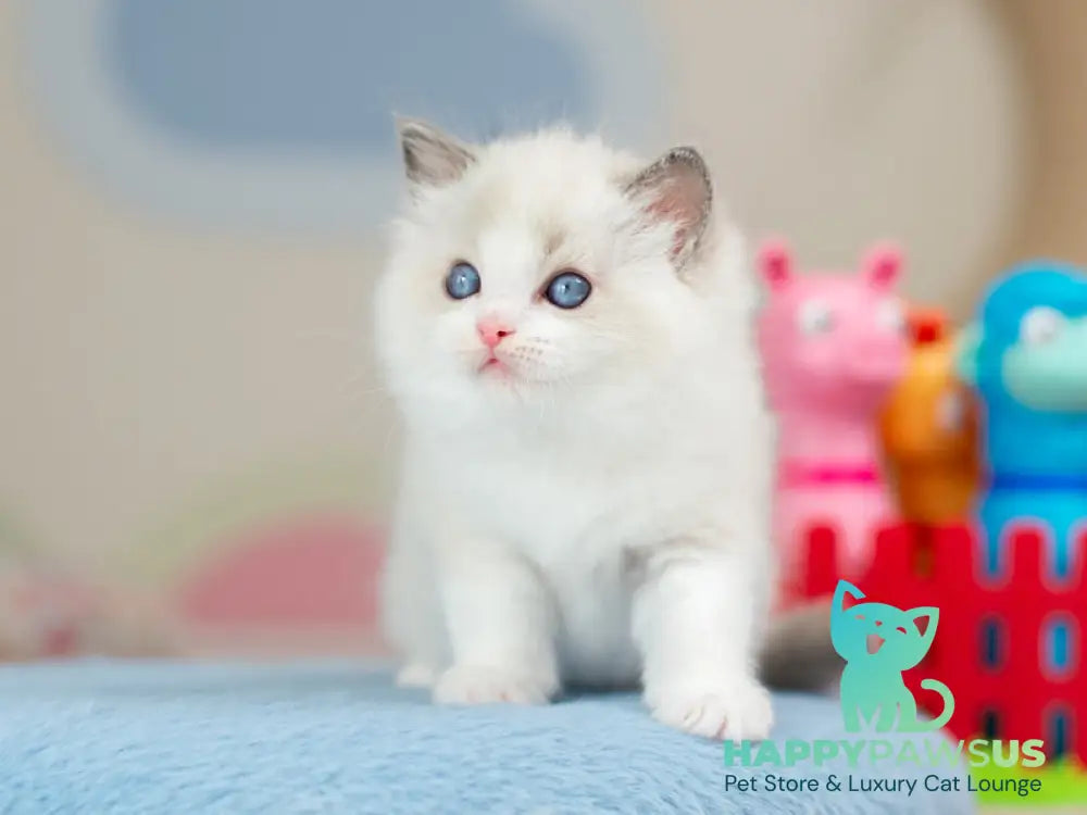 Usher Ragdoll male blue bicolour - live animals