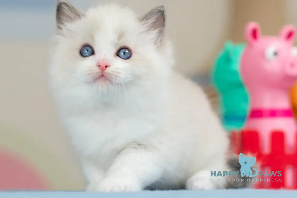 Usher Ragdoll male blue bicolour - live animals