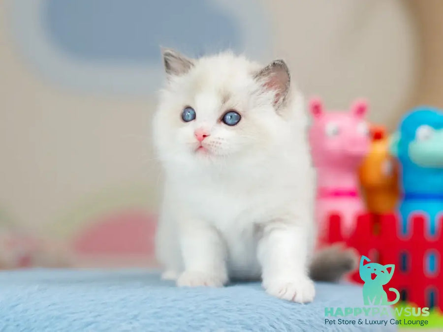 Usher Ragdoll male blue bicolour - live animals