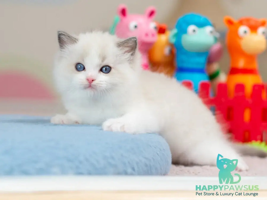 Usher Ragdoll male blue bicolour - live animals