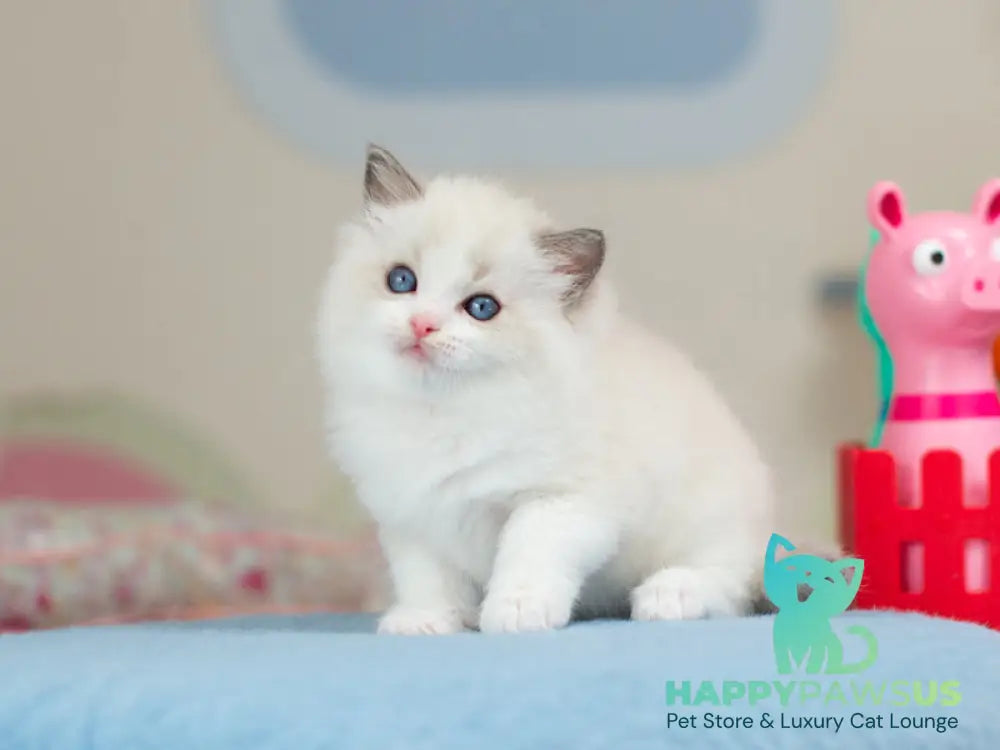 Usher Ragdoll male blue bicolour - live animals