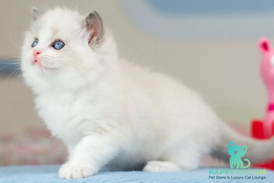 Usher Ragdoll male blue bicolour - live animals