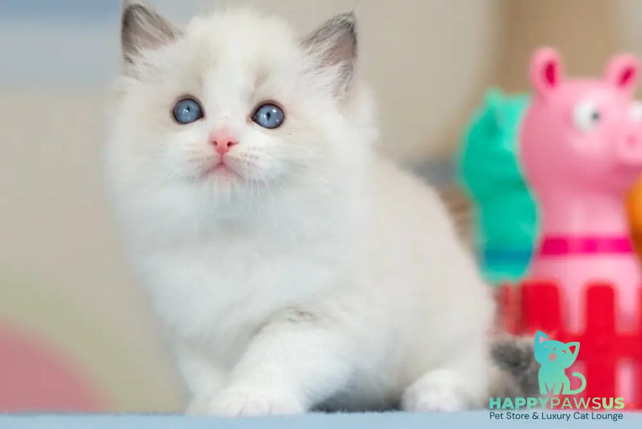 Usher Ragdoll male blue bicolour - live animals