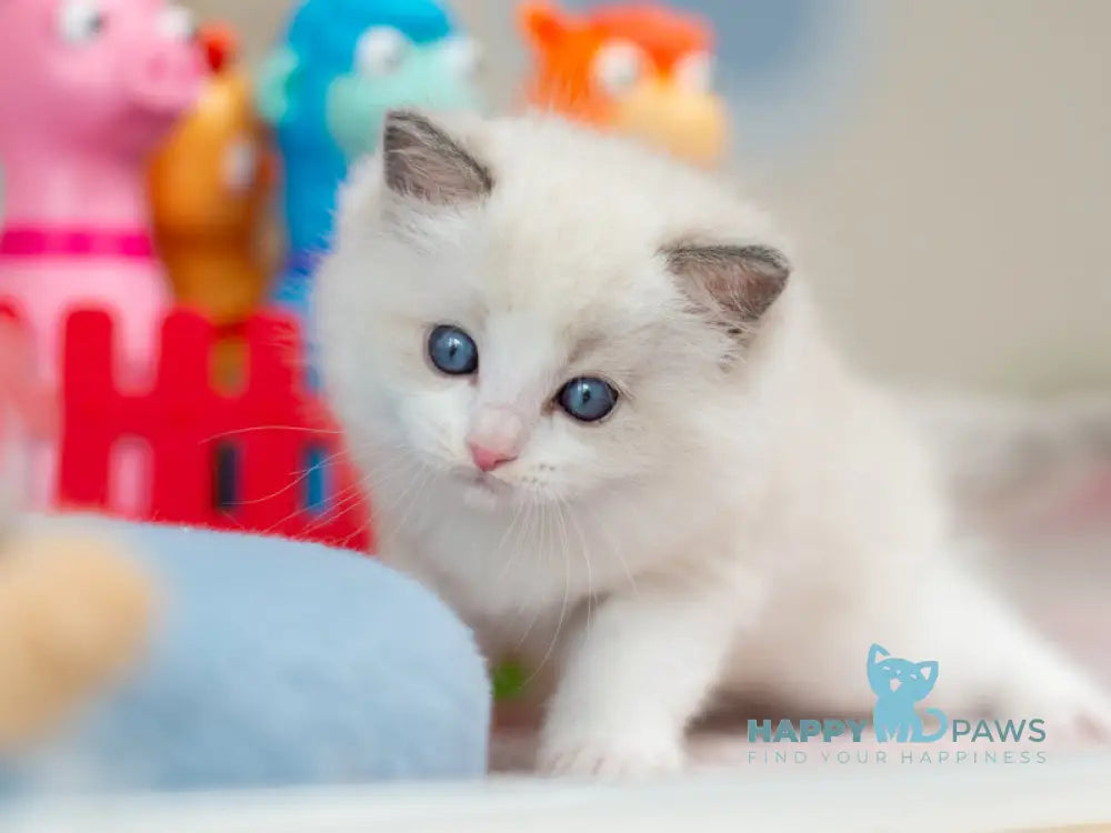 Usher Ragdoll male blue bicolour - live animals