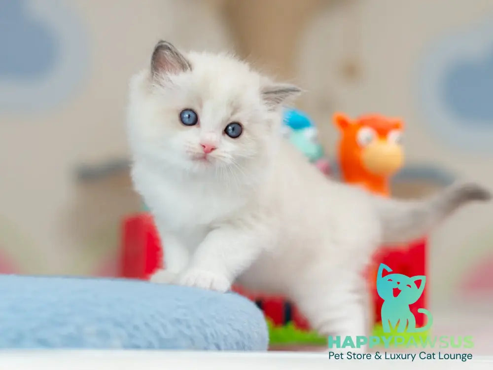 Usher Ragdoll male blue bicolour - live animals