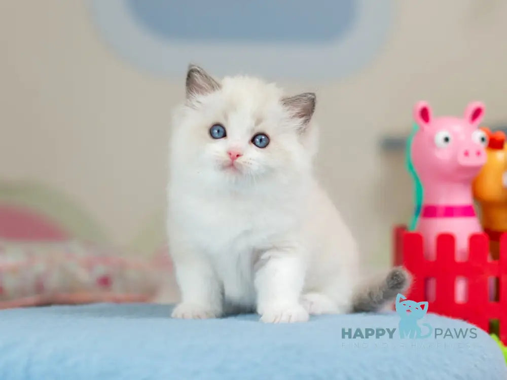 Usher Ragdoll male blue bicolour - live animals