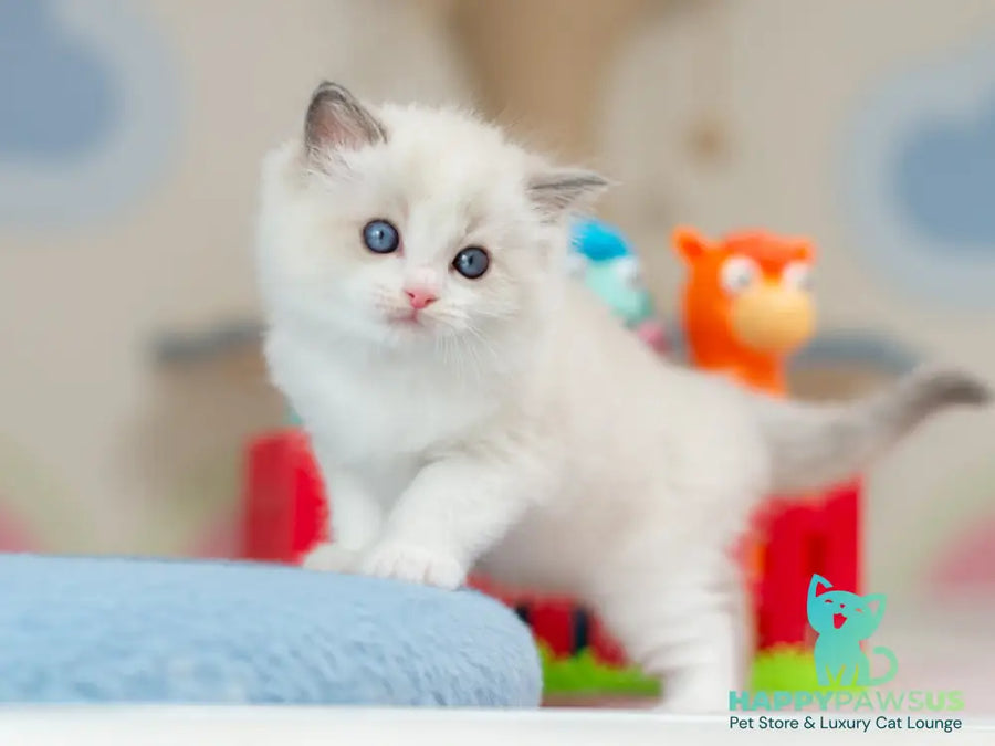 Usher Ragdoll male blue bicolour - live animals