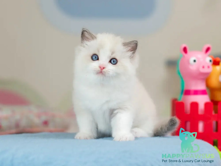 Usher Ragdoll male blue bicolour - live animals