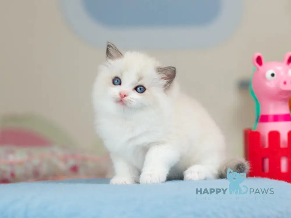 Usher Ragdoll male blue bicolour - live animals