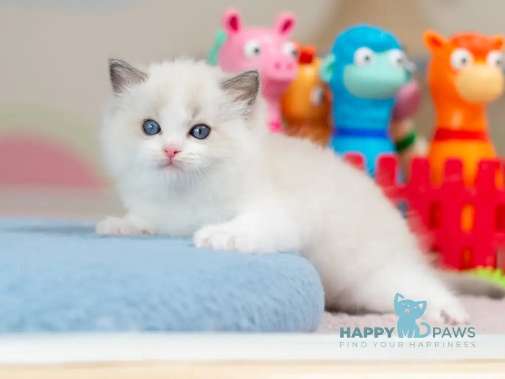 Usher Ragdoll male blue bicolour - live animals