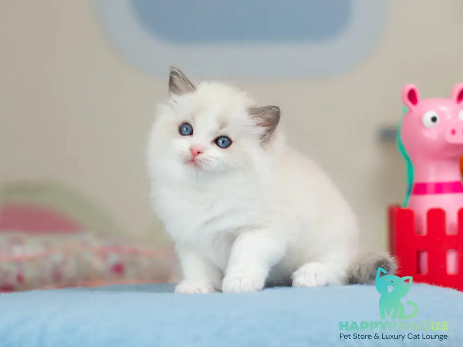 Usher Ragdoll male blue bicolour - live animals