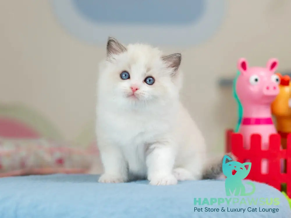 Usher Ragdoll male blue bicolour - live animals