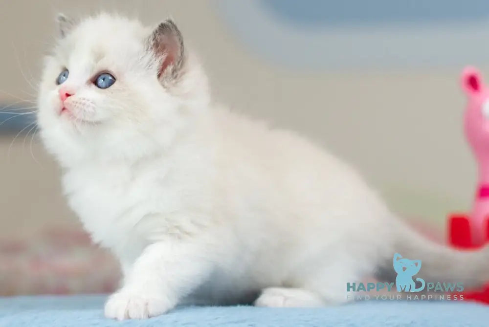Usher Ragdoll male blue bicolour - live animals